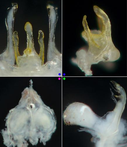 Réf. 210 489 : Chordeuma sylvestre