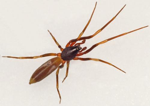 Harpactea hombergi