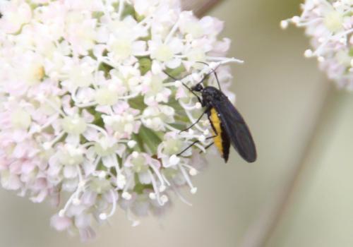 Sciara sp.