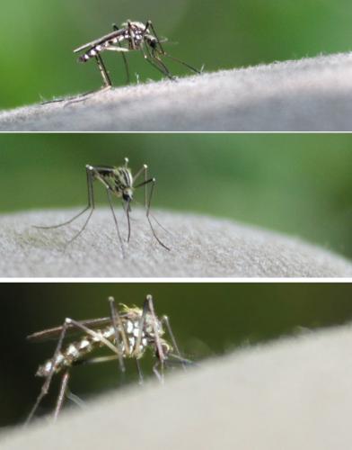 Réf. 210 181 : Aedes geniculatus