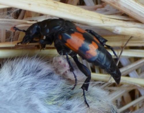 Nicrophorus sepultor