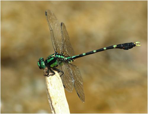 Nihonogomphus thomassoni