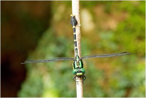 Nihonogomphus thomassoni