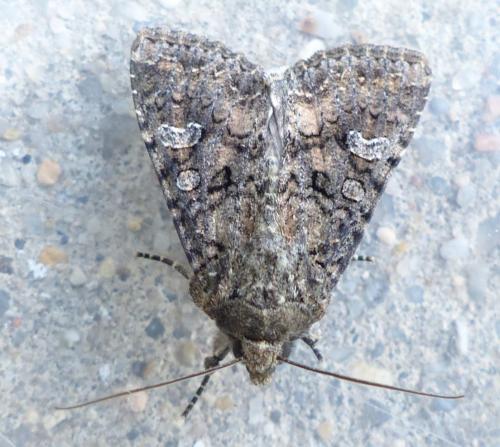 Réf. 210 156 : Mamestra brassicae
