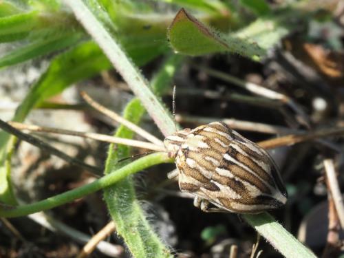 Réf. 210 586 : Odontotarsus robustus