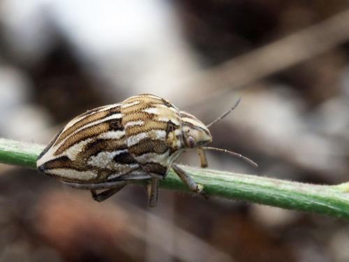 Réf. 210 589 : Odontotarsus robustus