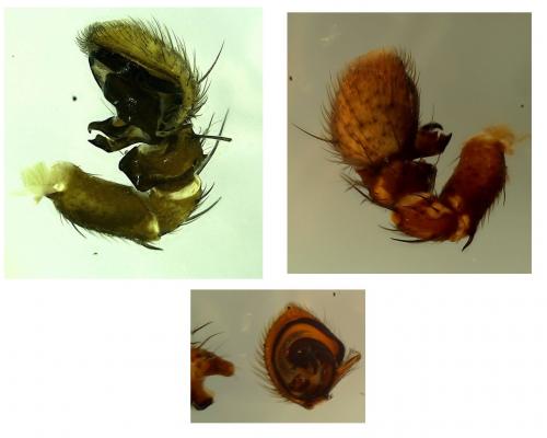 Réf. 210 889 : Xysticus cristatus