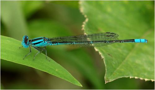 Paracercion melanotum