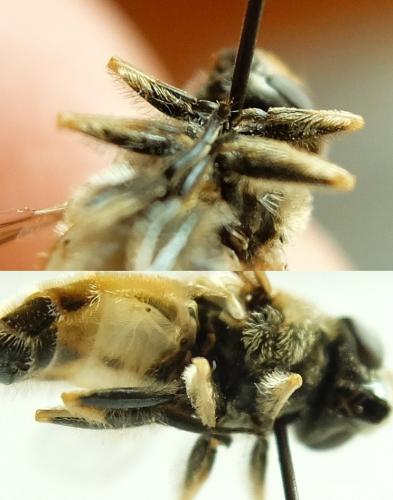 Eristalis arbustorum