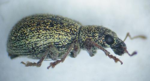 Réf. 210 836 : Polydrusus leucaspis