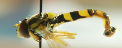 Réf. 210 449 : Sphaerophoria scripta
