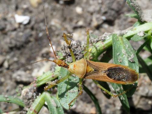 Réf. 210 581 : Zelus renardii