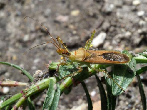 Réf. 210 582 : Zelus renardii