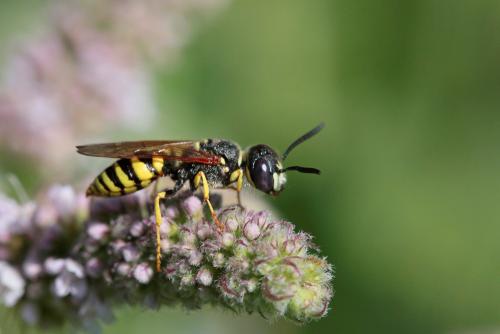Réf. 210 241 : Philanthus triangulum