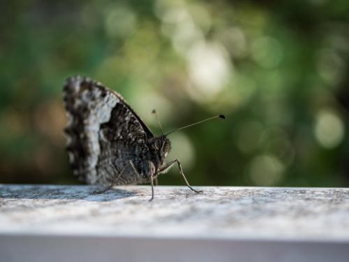 Hipparchia sp.