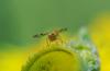 210007 – Photo : Oryctes – France (59)