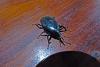210263 – Photo : Captagone – Bolivie