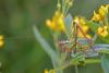 210594 – Photo : Marc Solari – France (68)