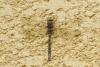 210309 – Photo : florent besson – France (18)