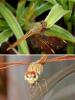 210793 – Photo : Didier Levasseur – Thaïlande