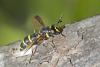 210063 – Photo : Marc Solari – France (68)