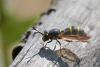 210030 – Photo : Marc Solari – France (68)
