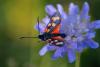 210283 – Photo : Michel Mathieu – France (46)