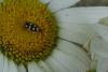 210294 – Photo : Nicolas Alric – France (12)