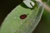 210750 – Photo : Alain Megas – France (84)