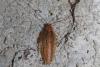 210412 – Photo : Marc Solari – France (68)