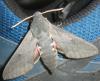 210022 – Photo : Axel Dehalleux – France (04)