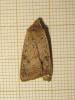 210756 – Photo : The Ghost Nightjar – France (56)