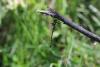 210571 – Photo : Akaren Goudiaby – France (33)