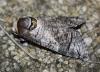 210303 – Photo : alain Roujas – France (31)