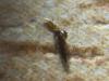 210296 – Photo : Limenitis78 – France (73)