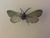 210314 – Photo : Limenitis78 – France (25)