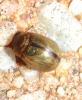 210429 – Photo : alain Roujas – France (31)