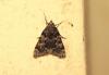 210678 – Photo : alain Roujas – France (31)