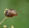 210538 – Photo : Christophe Avenas – France (20)