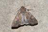 210814 – Photo : Michel Ehrhardt – France (68)