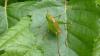 210450 – Photo : Philippe Verpillot – France (90)