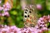 210965 – Photo : CUCHET Gerard – France (38)