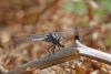 210848 – Photo : Pierre SENGEZ – France (60)