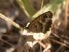 210406 – Photo : BourrinOman – France (83)