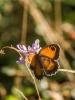 210405 – Photo : BourrinOman – France (83)