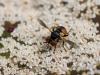 Gymnosoma sp.