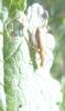 210271 – Photo : ORCHALLAN – France (44)