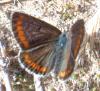 210355 – Photo : ORCHALLAN – France (44)