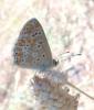 210357 – Photo : ORCHALLAN – France (44)