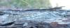 210351 – Photo : ORCHALLAN – France (44)